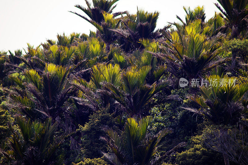 原生新西兰/ Aotearoa Nikau棕榈背景